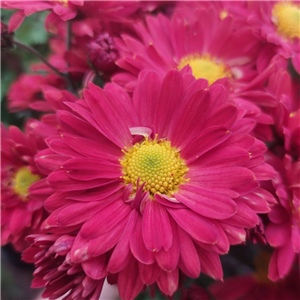 Chrysanthemum 'Edmund Brown'